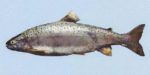 ohridska pastrmka Salmo letnica 1