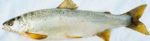 ohridska pastrmka Salmo letnica 2