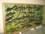 akvarijum 5 Poljoprivredni-fakultet-Sarajevo