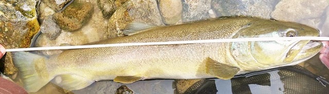 marmorata-2