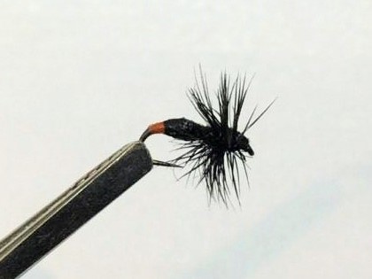 14556099_10208415035386559_771729783_n