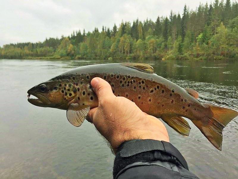 14593455_769170919853345_679960361_n