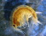 gammarus-racic-web