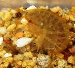 gammarus-racic-web1