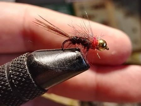 crna-s-crvenim-grudima-nimfa