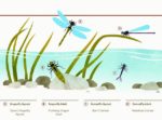 Redington_Illustrations_Dragonflies_Damselflies