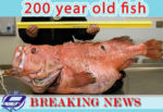 old-fish