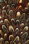 pheasant-perje