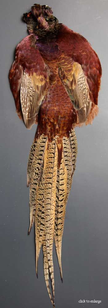 ringneck-pheasant
