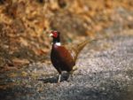 pheasant_web