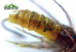 Nova latex pupa 2