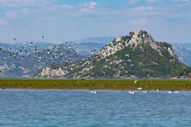 Da li će turizam ugroziti živi svet Skadarskog jezera?