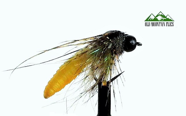 Latex pupa kedisa