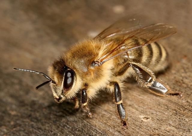 Pčele su uz ljude još od kamenog doba