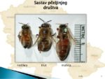 pčele veličina