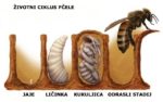 pčele zivotni_ciklus