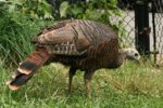 tail_feathers