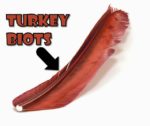 turkey-biot-feather