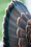 wild-turkey-tail-feathers-e1355152812467
