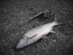 Bucov 71cm web