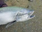 chinook salmon kris 2