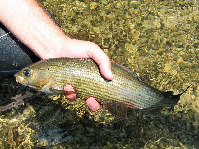 April – ribe u lovostaju zbog mresta