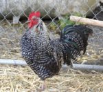 Barred_Plymouth_Rock_Rooster_001