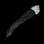 Huia_Feather_81beeb46-931e-4667-be2b-138d0cb76e61_1024x1024