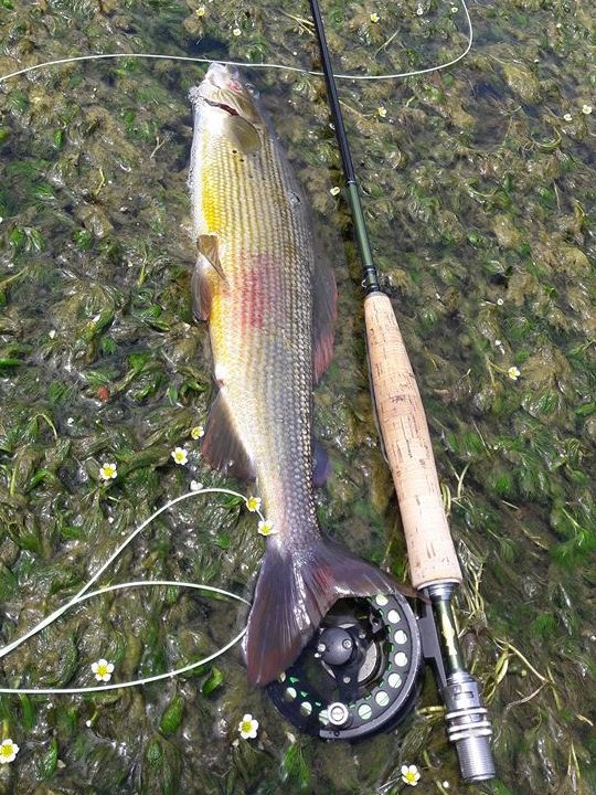 Ribnik – raj za mušičare