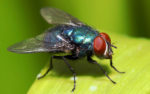 Best-ways-to-get-rid-of-house-flies