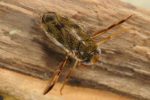 Corixa-punctata