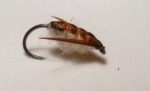 corixa bug 007
