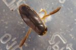 corixa-punctata-1-5-3-2014