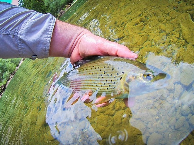 Kolpa jun 2017.
