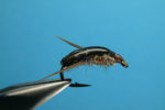 water_boatman
