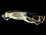 1024px-Spinochordodes_in_Meconema