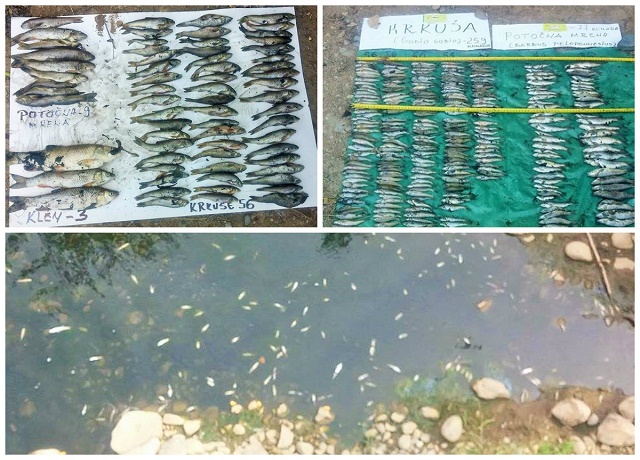 Pomor ribe na reci Toplici