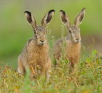 lepus_europaeus