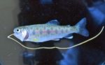 nematomorpha-amago1