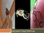 phylumnematomorpha-131013224918-phpapp02-thumbnail-4