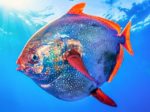 opah