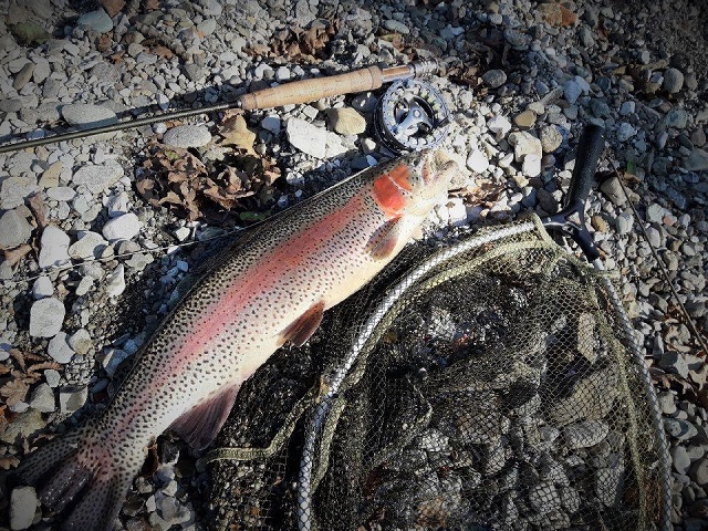 Šarenka iz Drete – Blaž Rožej