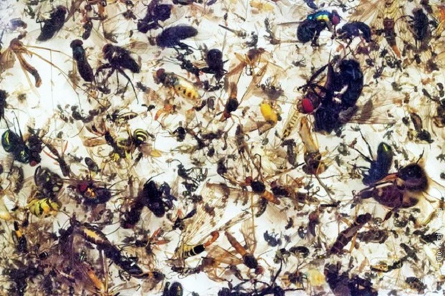 Tri četvrtine letećih insekata nestalo za četvrt veka