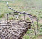 Ctenomorpha_chronus02