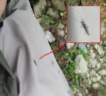 IMG_5097 kamenjarka 1