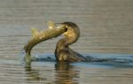 Kormoran_Hecht