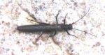 Needle Fly – Leuctra Spp