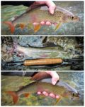 collage kolpa glava