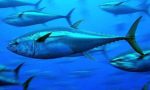 bluefin-blue