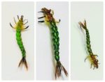 collage larva